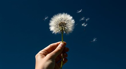 Dandelion Seed Head Held Against Deep Blue Sky A Gentle Wish