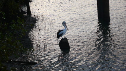 Bundaberg ,Australia