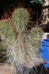 opuncja kaktus Opuntia polyacantha 1900m Bandelier National Monument Santa Fe kolce brązowe © Perovskia