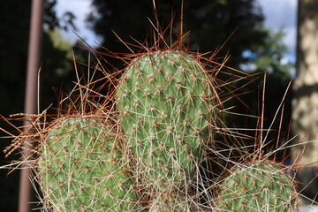 opuncja kaktus Opuntia polyacantha 1900m Bandelier National Monument Santa Fe kolce brązowe © Perovskia
