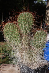 opuncja kaktus Opuntia polyacantha 1900m Bandelier National Monument Santa Fe kolce brązowe © Perovskia
