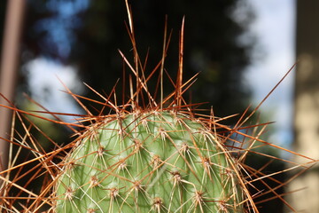 opuncja kaktus Opuntia polyacantha 1900m Bandelier National Monument Santa Fe kolce brązowe © Perovskia