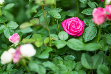 A lush garden filled with vibrant roses in various shades of pink, white, and purple surrounded by lush green foliage.