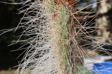 opuncja kaktus Opuntia polyacantha 1900m Bandelier National Monument Santa Fe kolce brązowe