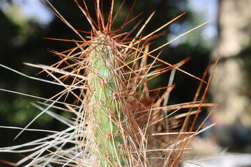 opuncja kaktus Opuntia polyacantha 1900m Bandelier National Monument Santa Fe kolce brązowe © Perovskia
