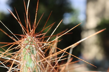 opuncja kaktus Opuntia polyacantha 1900m Bandelier National Monument Santa Fe kolce brązowe © Perovskia