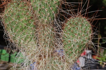 opuncja kaktus Opuntia polyacantha 1900m Bandelier National Monument Santa Fe kolce brązowe © Perovskia