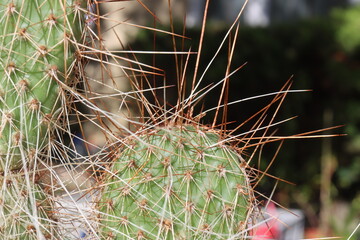 opuncja kaktus Opuntia polyacantha 1900m Bandelier National Monument Santa Fe kolce brązowe © Perovskia