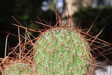 opuncja kaktus Opuntia polyacantha 1900m Bandelier National Monument Santa Fe kolce brązowe © Perovskia