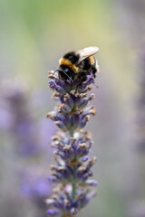 Bumblebee pollinating blooming lavender bush with small flowers in the garden. Bombus terrestris suck nectar from purple Lavandula flower in the meadow