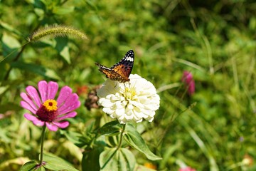 butterfly on a flower