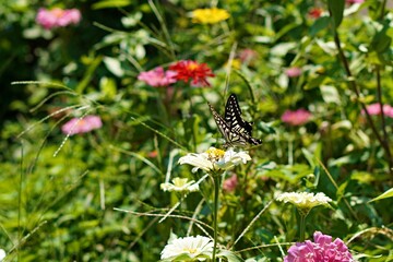 butterfly on a flower © Alex Lim