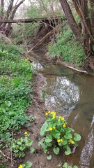 Fototapeta premium River in the forest. Marsh Stork News, Yellow Flower by the Riverbank