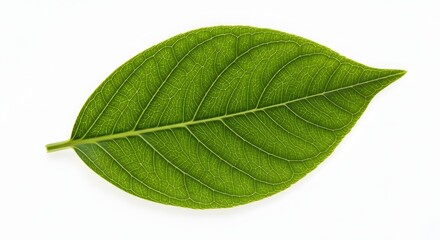 Vibrant Green Leaf on White Background, Symbolizing Nature's Freshness, Growth, and Environmental Purity for Health and Organic Themes
