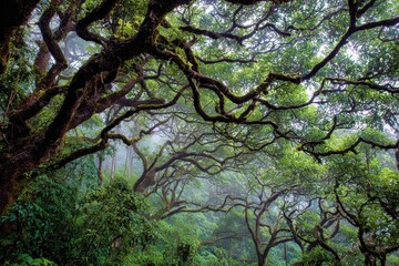 Enchanted forest with dense trees and mist creating a tranquil atmosphere in the early morning light