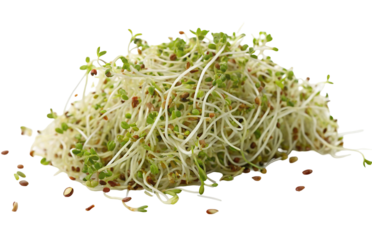 Fresh and organic alfalfa sprouts heap rich in nutrition and healthy for diet conscious people