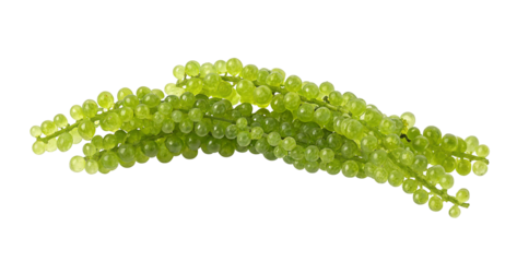 Green sea grapes isolated on transparent background, fresh ocean taste, culinary delight