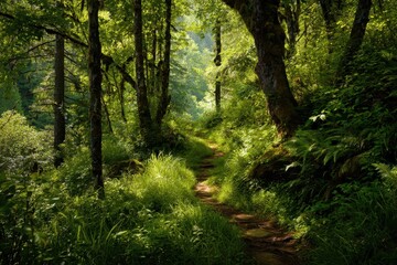 Obraz premium Lush green forest trail winding through tall trees at midday in a serene natural setting