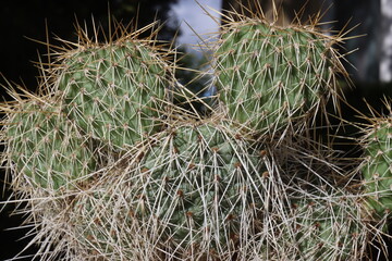 kaktus opuncja Opuntia polyacantha var. hystricina Heidelberg © Perovskia