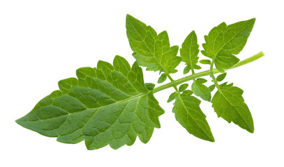 Obraz premium Close up of vibrant green tomato plant leaves isolated on black background for botanical studies