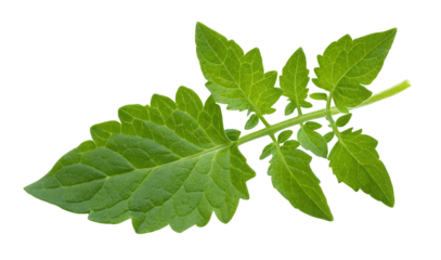 Close up of vibrant green tomato plant leaves isolated on black background for botanical studies