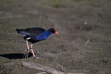 Side view of a purple swamphen as it walks across a muddy area in a wetland, during a sunny day