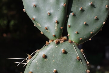 kaktus opuncja Opuntia phaeacantha "Orangade"  © Perovskia