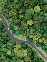 Road cutting through a dense green forest