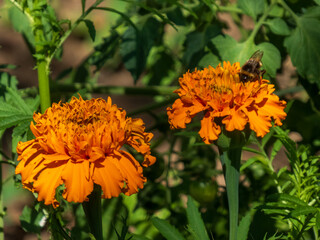 Marigold flowers and a bee on a sunny day
