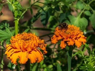 Marigold flowers and a bee on a sunny day
