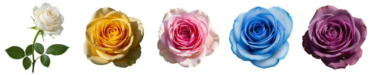 Five separate images of roses of different colors on a white background. Each flower shows its unique beauty, from soft white to bright blue and purple.