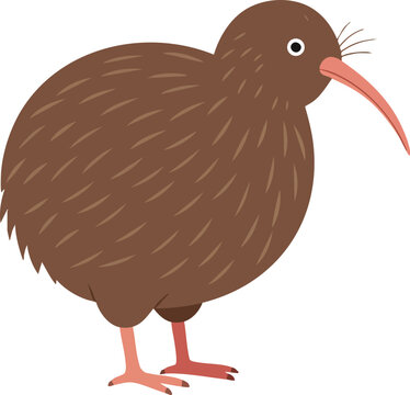 Brown kiwi bird with long beak standing vector illustration in simple style natural wildlife animal design 