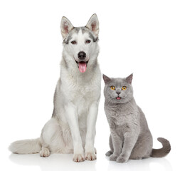 Cat and dog together on a white background
