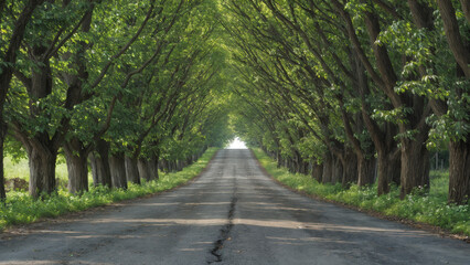 Obraz premium Rural tree-lined road on a sunny day.