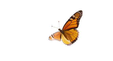 Fototapeta premium Stunning Orange Butterfly in Flight - High-Resolution Stock Photo