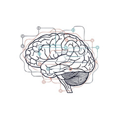 (Human Brain Network. Illustrates intricate mental processes and digital connectivity. Represents artificial intelligence, complex learning, and innovative cognitive functions.)