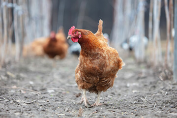 A red chicken walks along a path and looks at the camera.