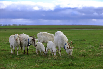 A herd of goats grazes in a farmer's meadow.
