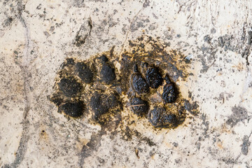 Close-up of two animal paw prints embedded in concrete, showing distinct details and texture against a weathered background