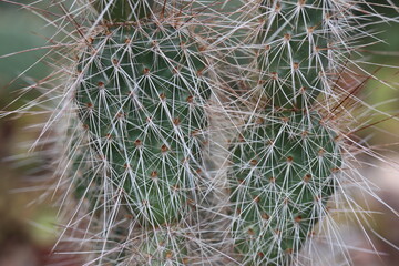 opuncja kaktus Opuntia hystricina cv. Cactusmania  © Perovskia