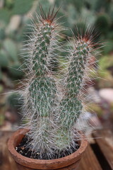opuncja kaktus Opuntia hystricina cv. Cactusmania  © Perovskia