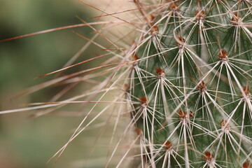 opuncja kaktus Opuntia hystricina cv. Cactusmania  © Perovskia