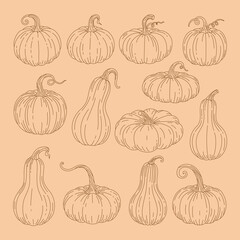 Pumpkins sketch set. Vector hand drawn engraving collection. Autumn Season, Harvesting, Halloween, Thanksgiving.