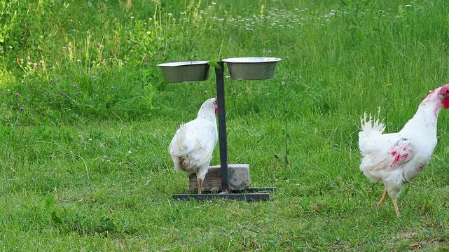 White chickens are walking on the grass eating grain