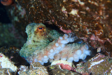 An octopus peeks out of the door of his house, under a large rock, underwater.