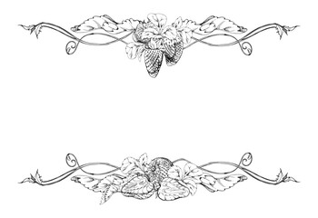Strawberry hanging on stems with vines tendrils, ripe garden berry pineberry strasberry. Isolated hand drawn vector ink vignette frame. Farmers market, eco gardening calendar, food packaging cards