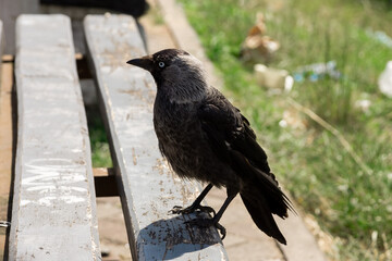 Urban crow perched on park bench during sunny day