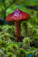 Macro photo of wild mushroom on mossy forest floor, detailed cap texture, perfect for nature prints and botanical art.