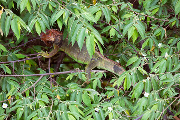Iguana - a beautifully colored large lizard hiding in the branches of a tree in Csta Rica
