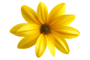 Single yellow flower head with visible stamen isolated on white background transparent png